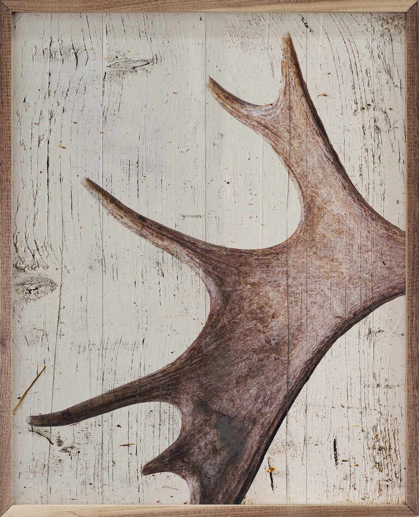 Moose Antler 16x20 / White