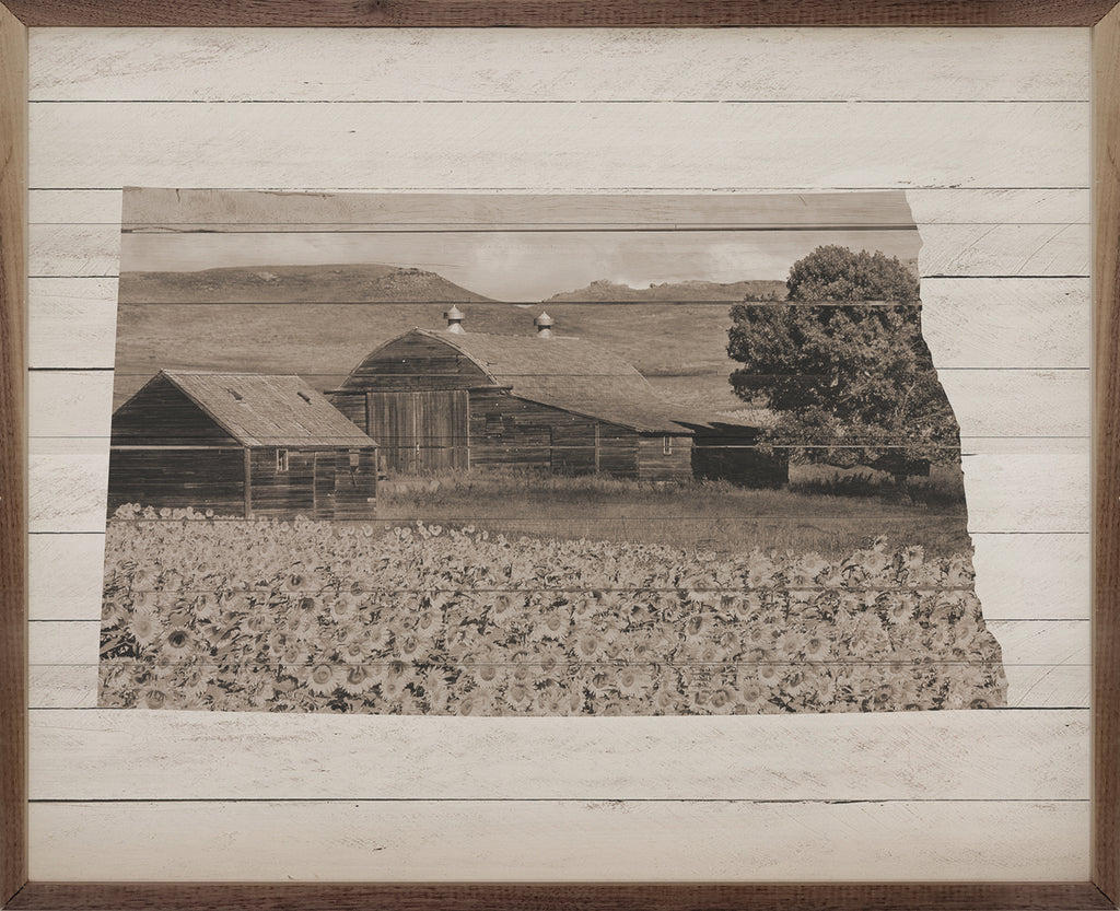 North Dakota Sunflower Field 20x16 / White