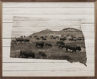South Dakota Bison 20x16 / Whitewash