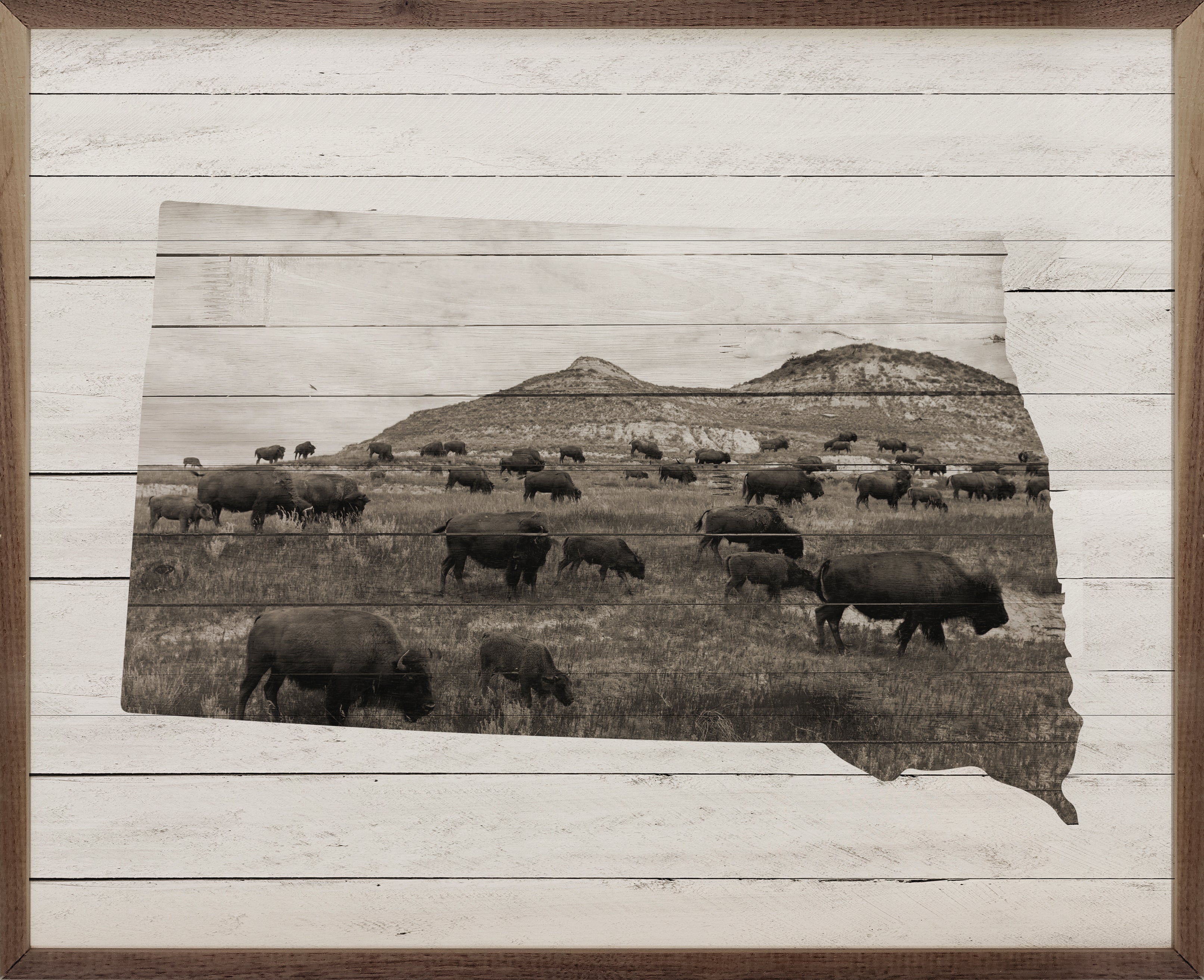 South Dakota Bison 20x16 / Whitewash