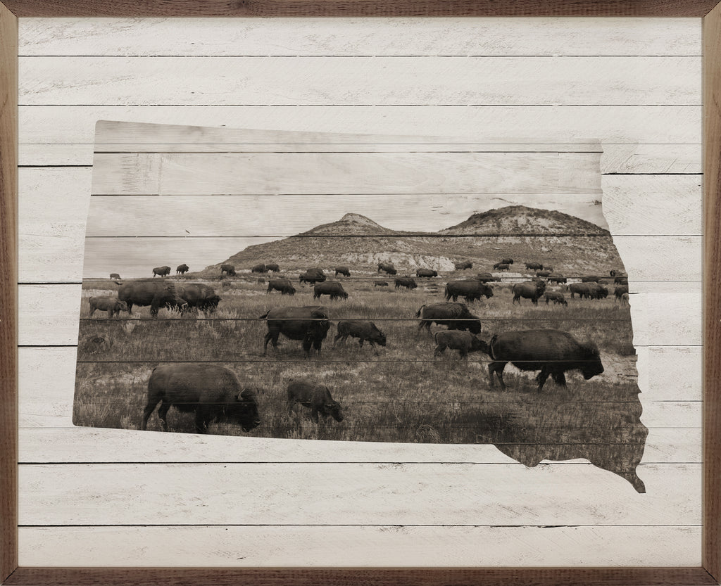 South Dakota Bison 20x16 / Whitewash